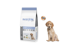 Avantis puppy 3kg