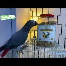 Pawxie Parrot Food (Organic Dream Mix)